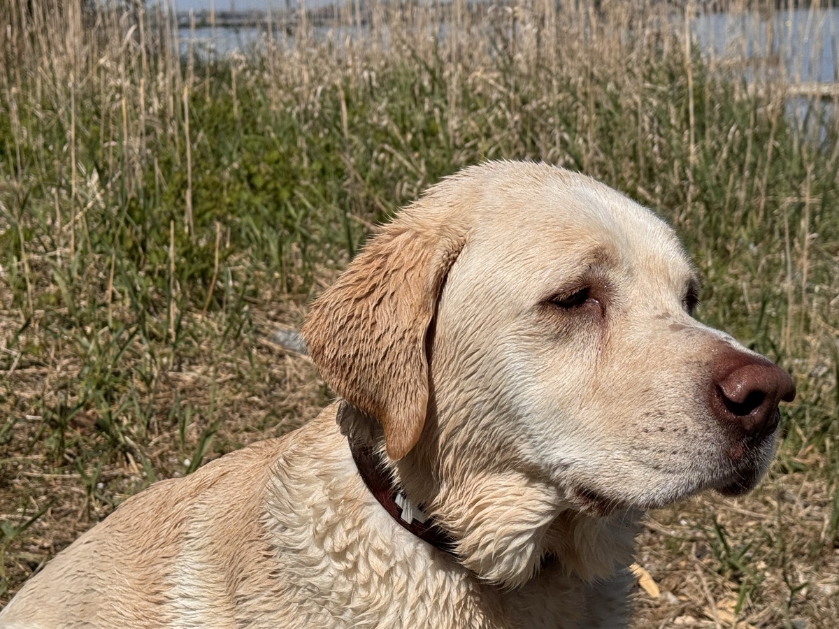 Charly – Labrador Retriever