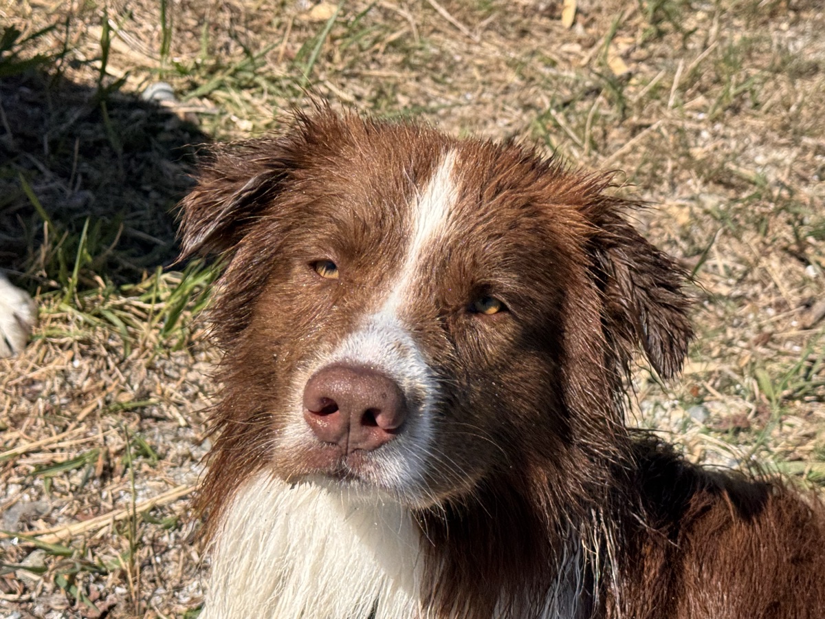Milo – Australian Shepherd Mix